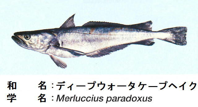 Jamarcの開発魚 メルルーサ 南ア