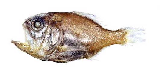 魚類学スリナム・ギアナ沖の魚類