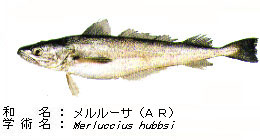 Jamarcの開発魚 メルルーサ Ar